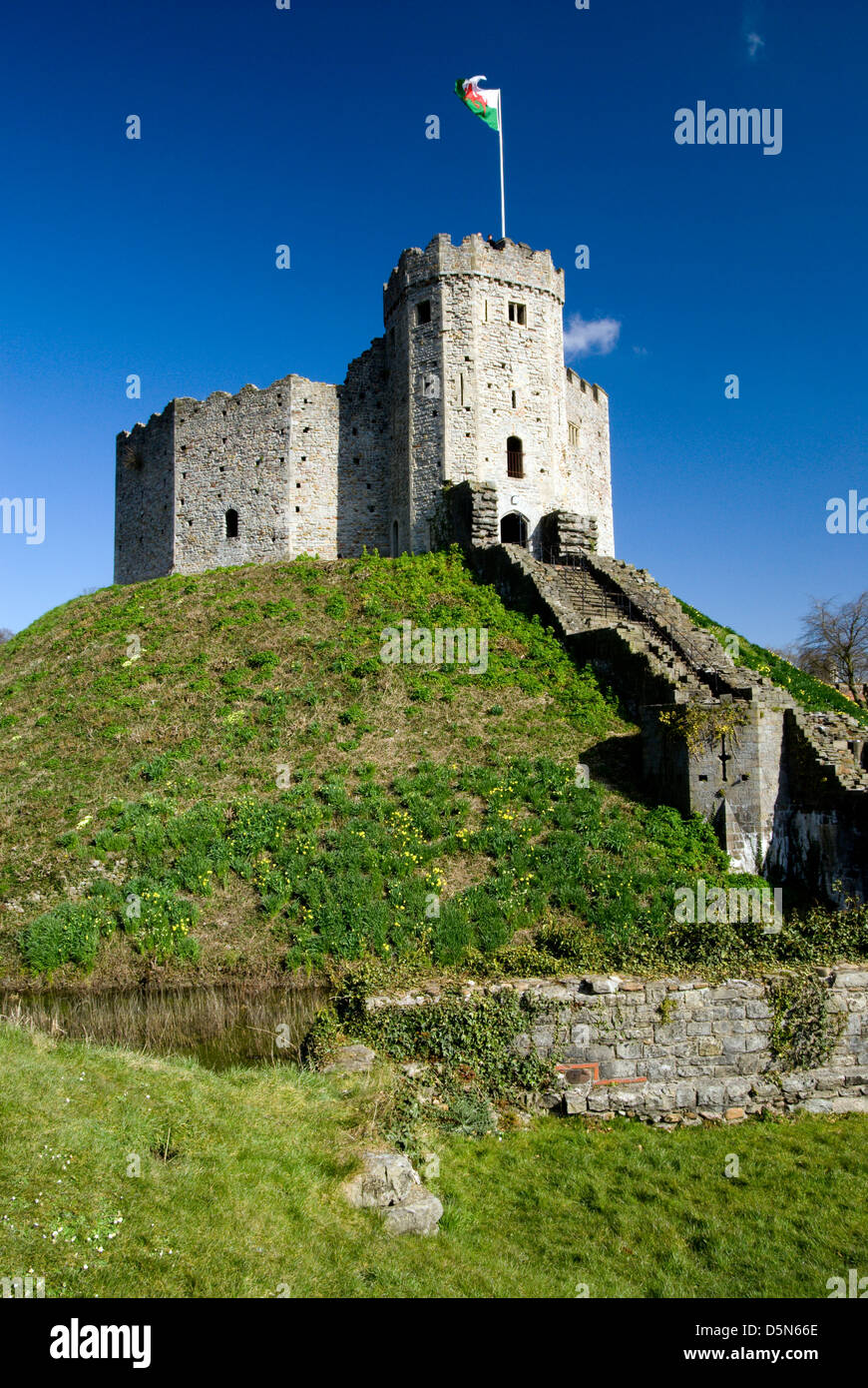 Norman mantenere e narcisi, Castello di Cardiff, Cardiff, Galles del Sud, Regno Unito. Foto Stock