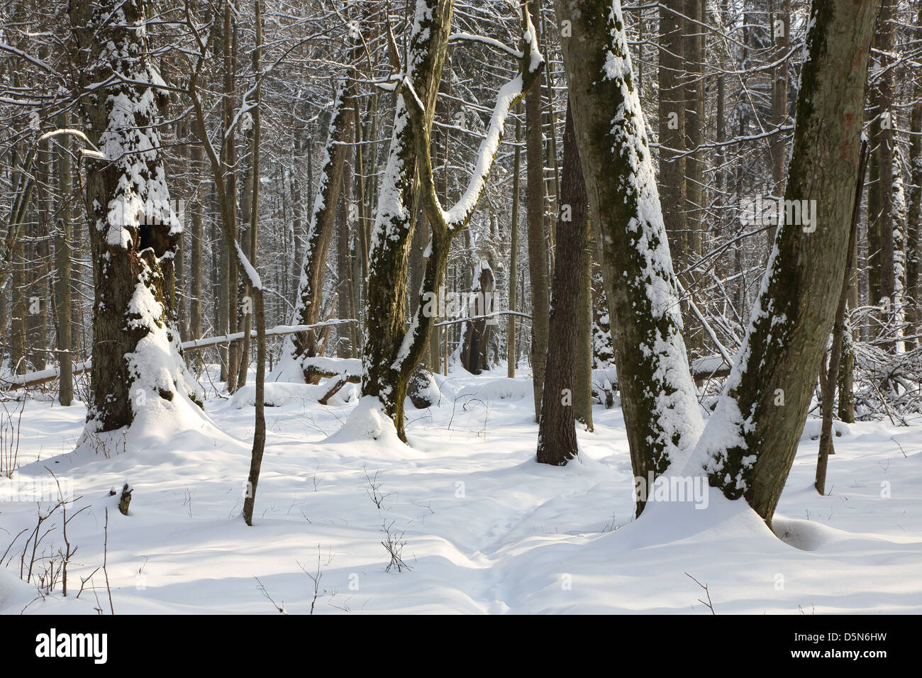 Il percorso stretto in snow attraversando il vecchio supporto di latifoglie nel pomeriggio con alcuni vecchi alberi Foto Stock