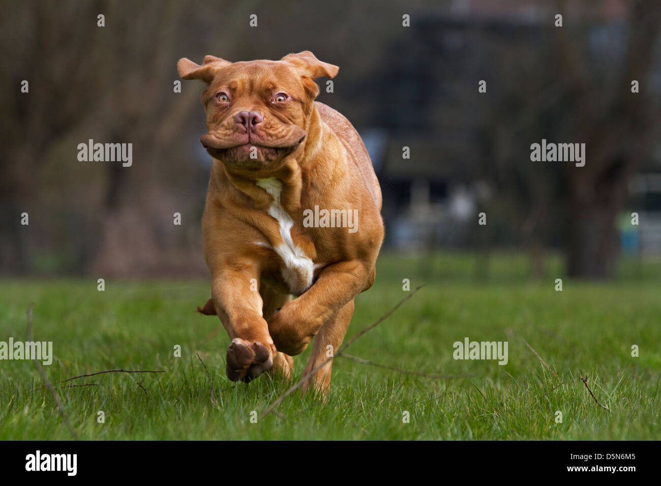 Dogue de Bordeaux / Francese Mastiff / Bordeauxdog, cane che corre in giardino tirando funny faces Foto Stock