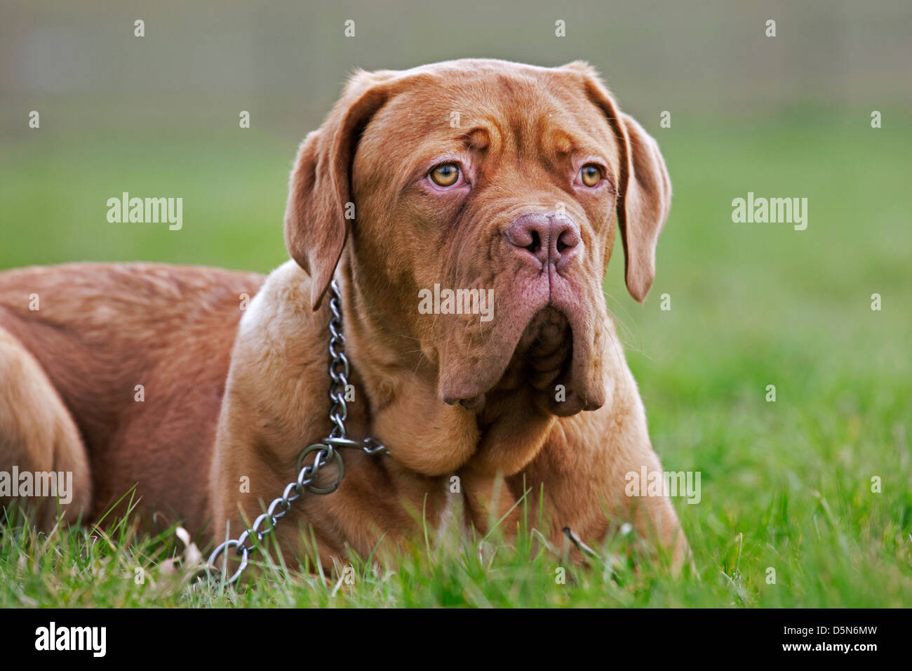 Dogue de Bordeaux / Francese Mastiff / Bordeauxdog, cane in giardino Foto Stock
