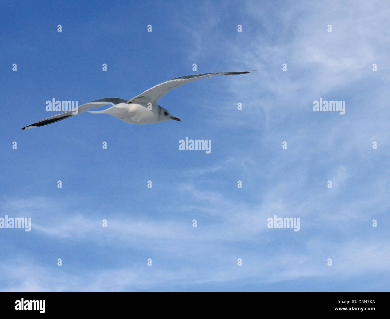 Seagull volare nel cielo blu Foto Stock
