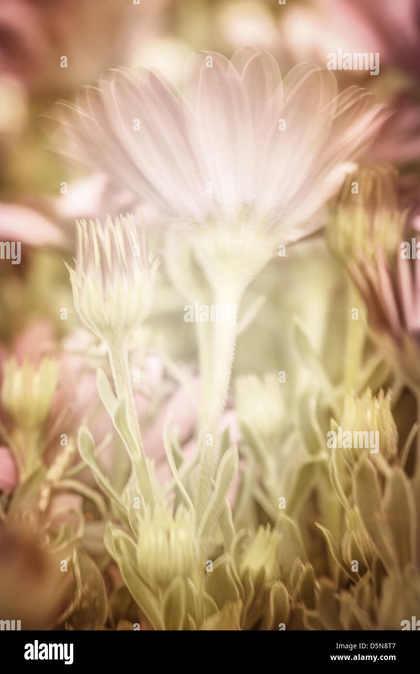 Bella rosa fiori a margherita, fresche sfondo floreale, fiori selvatici glade, stagione primaverile, soft focus Foto Stock