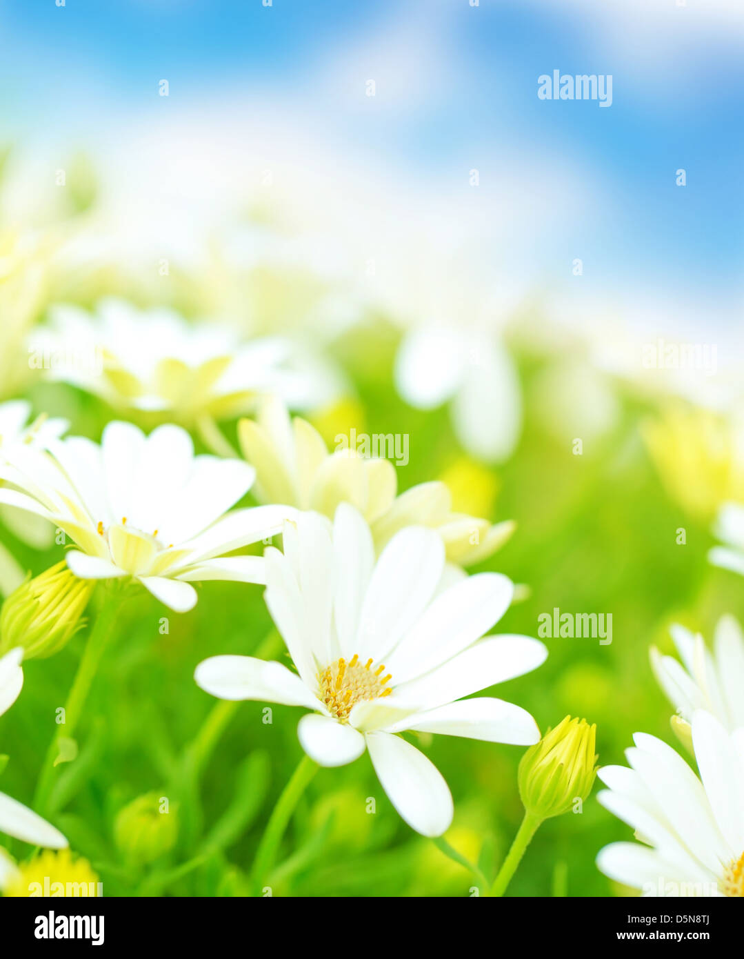 Bianco fresco fiori a margherita prato oltre il cielo blu, soft focus primavera tempo stagione, campo floreale, bellissima natura Foto Stock