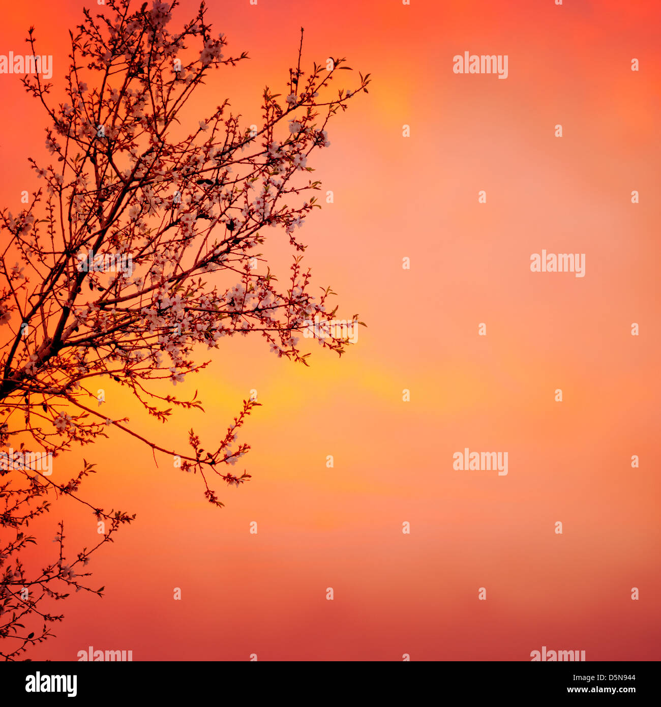 Bellissimo albero in fiore su rosso tramonto spettacolare sfondo, primavera tempo stagione, giardino rurale, natura stagionale Foto Stock