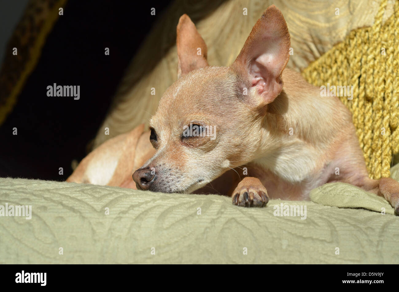 Un colore marrone rossiccio Chihuahua con gli occhi aperti e le orecchie fino, si rilassa in un posto confortevole. Foto Stock