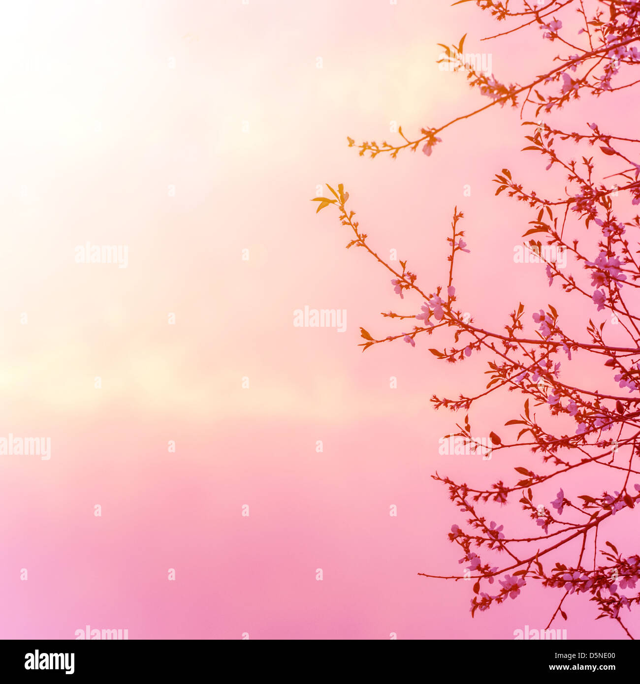 Bella struttura apple blossom rosa su sfondo al tramonto, il tempo primaverile stagione, luminosa luce, bordo floreale Foto Stock