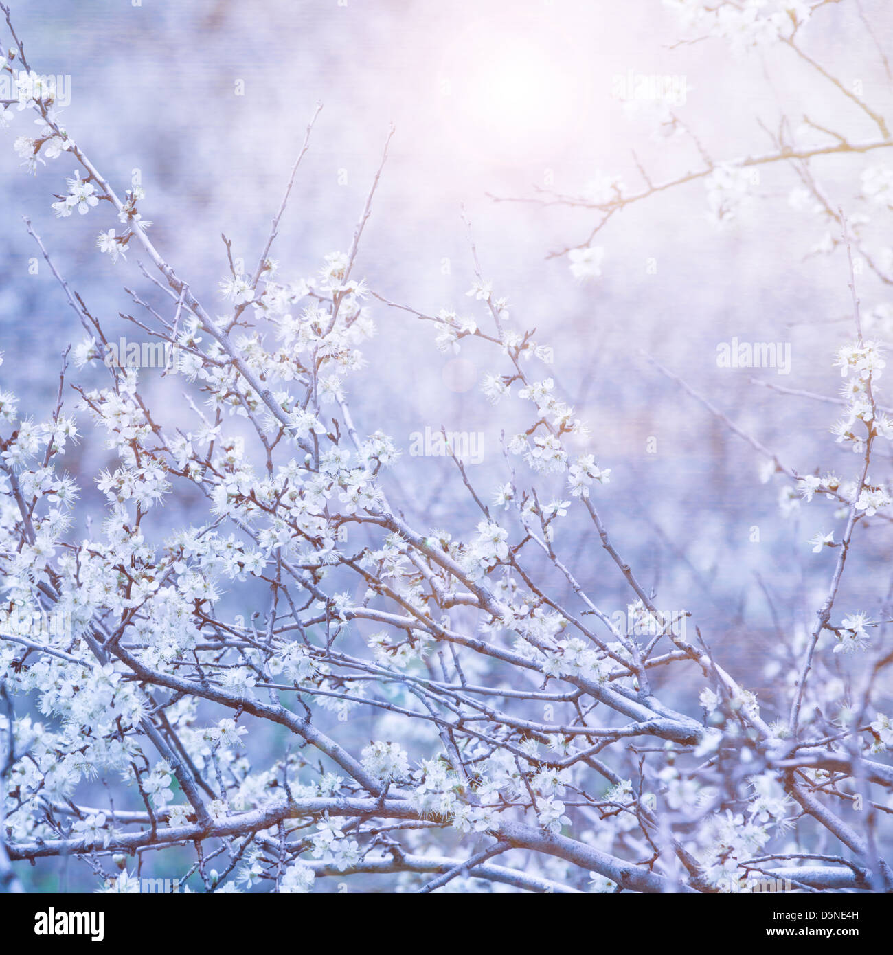 Bella blu sfondo floreale, delicato di fiori bianchi sul ramo di albero, luminoso della luce del sole, la fioritura dei ciliegi, tempo primaverile della natura Foto Stock