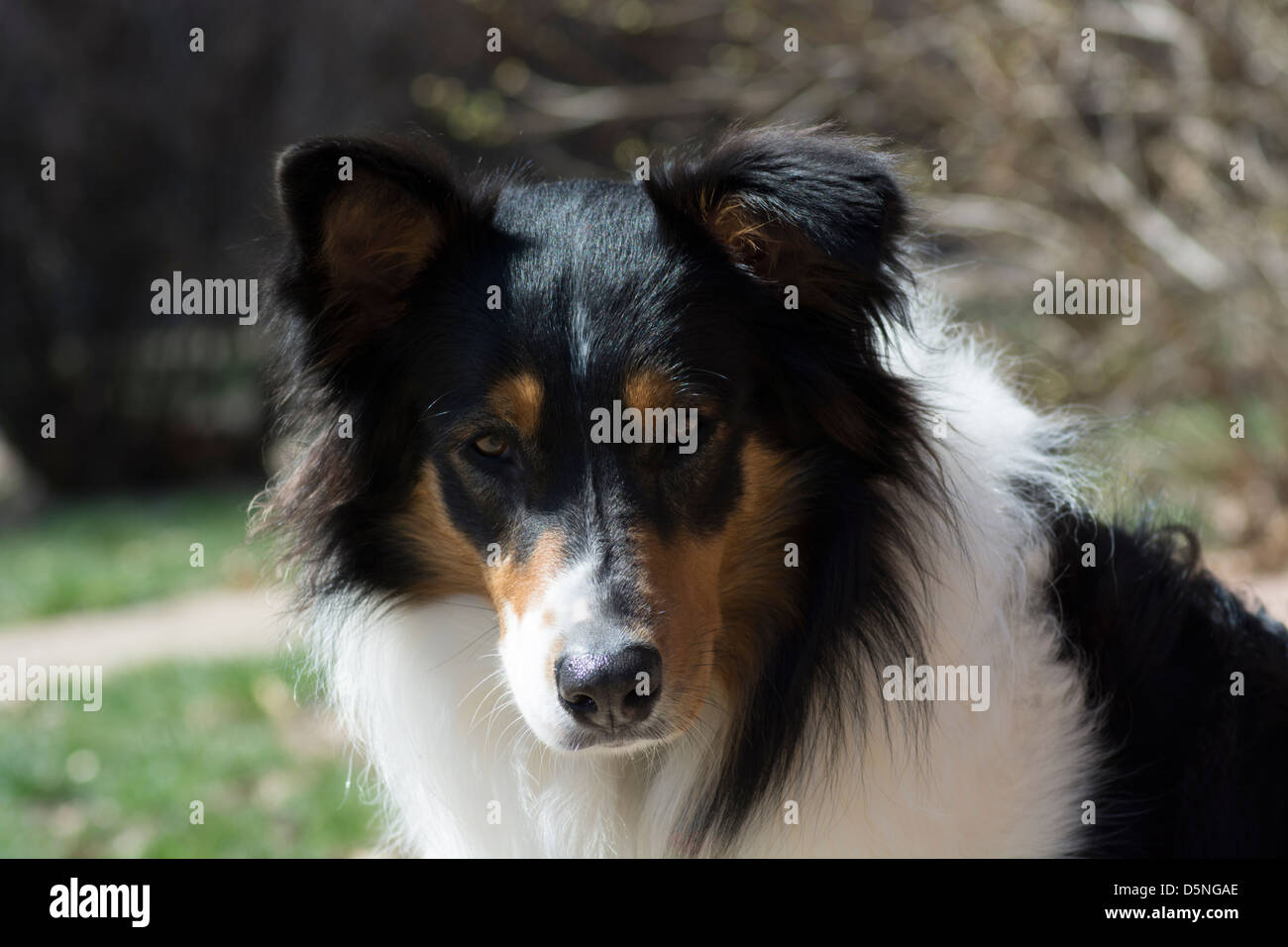 Border Collie seduta nella luce del sole Foto Stock