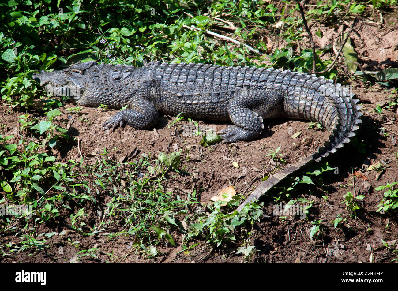 Vero coccodrillo immagini e fotografie stock ad alta risoluzione - Alamy