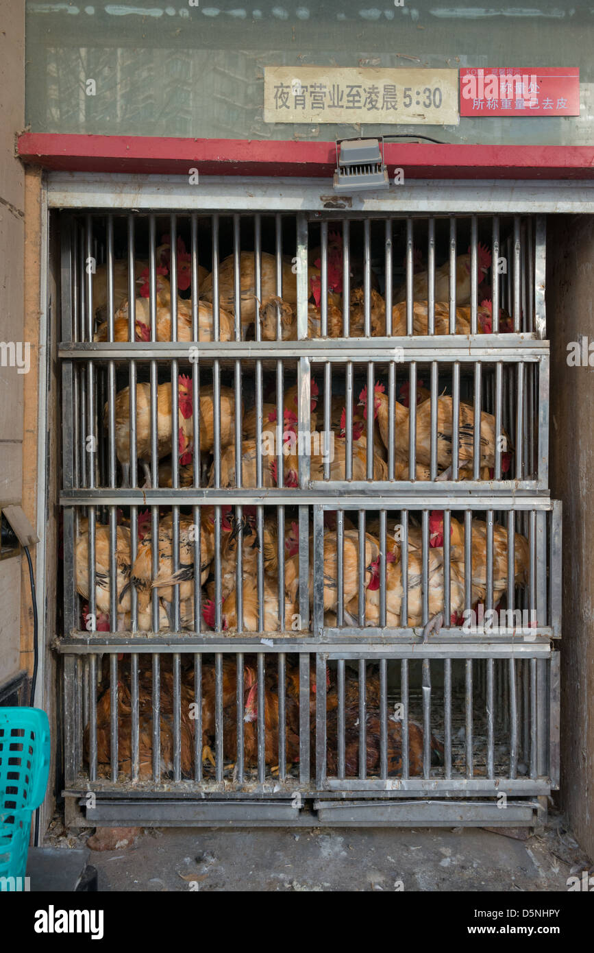 Nanjing, Cina - 20 febbraio 2013 Pollo memorizzato nella parte anteriore di un ristorante in Nanjing del principale quartiere dello shopping Xinjiekou. Foto Stock