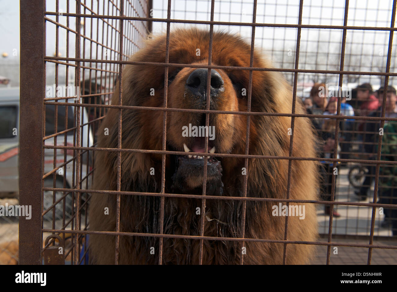 Un puro Il Mastino tibetano è in vendita su un mercato di cane in Bazhou, nella provincia di Hebei (Cina). 01-Apr-2013 Foto Stock