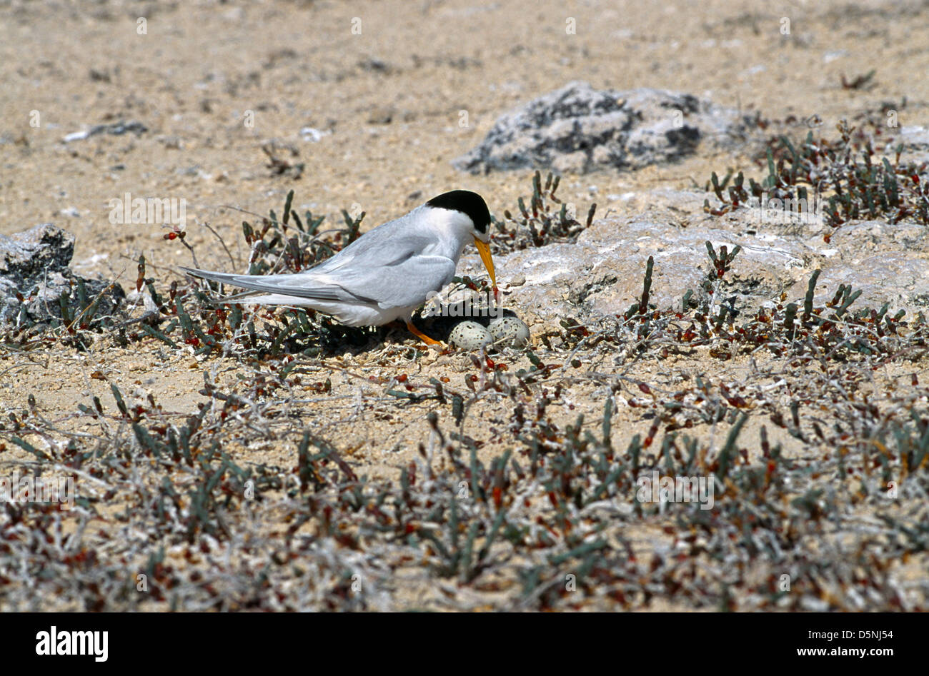 Fairy Tern australia Foto Stock