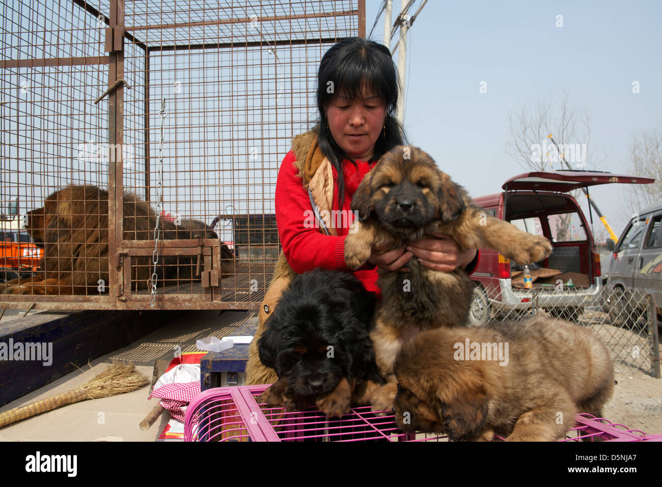 Una signora signora vende Il Mastino tibetano cubs a un mercato di cane in Bazhou, nella provincia di Hebei (Cina). 01-Apr-2013 Foto Stock