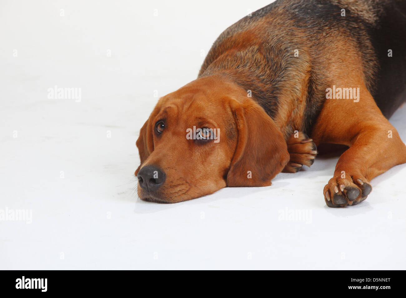 Ogar Polski / Polacco Hound |Ogar Polski / Polnische Bracke Foto Stock