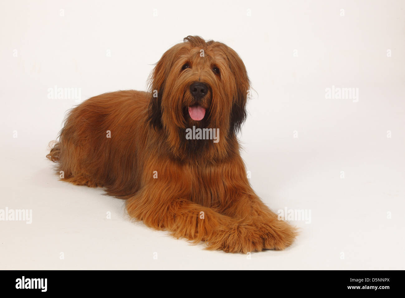 Briard, 1 anno / Berger de Brie |Briard, 1 Jahr / Berger de Brie Foto Stock