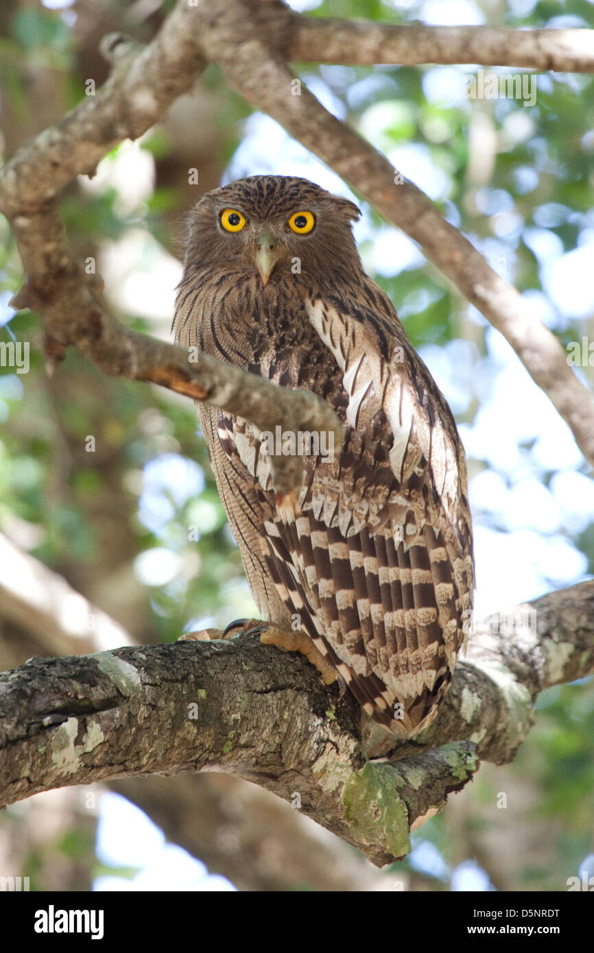 Il gufo, Yala National Parl, Sri Lanka Foto Stock