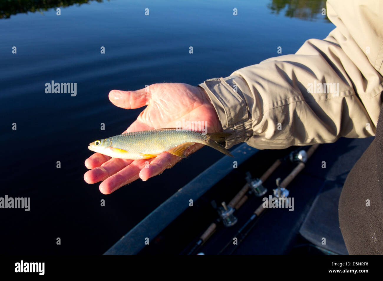 Esca viva è la migliore per largemouth bass su le lagune del fiume del St Johns e lago attiguo Woodruff Natl Wildlife Refuge Foto Stock