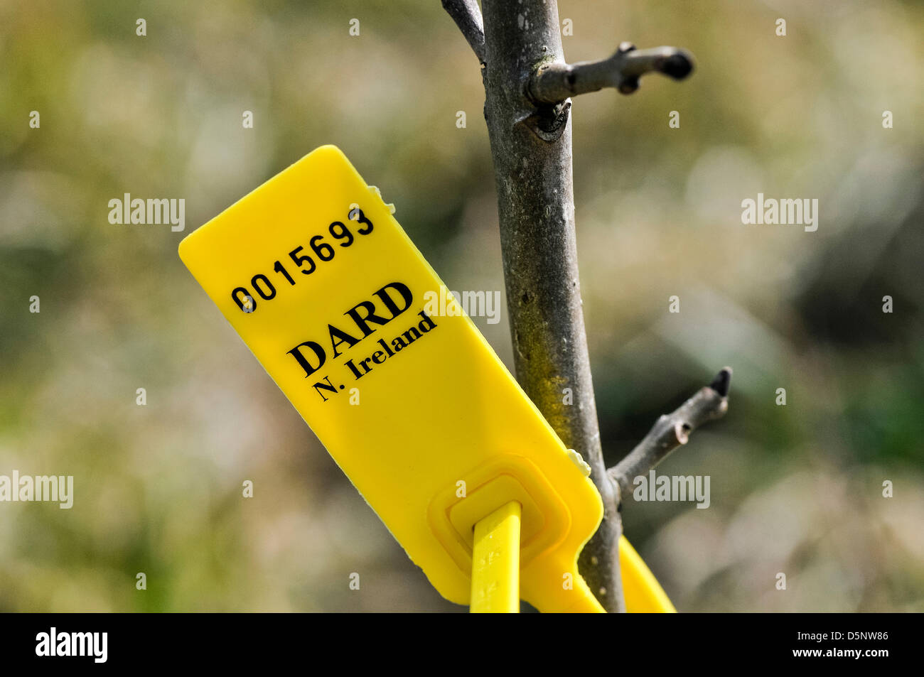 Carrickfergus, Irlanda del Nord, Regno Unito. Il 6 aprile 2013. Un DARD tag indica la scoperta del fungo Chalara fraxinea (deperimento delle ceneri) su un alberello al giubileo di legno in Whitehead Credit: stephen Barnes / Alamy Live News Foto Stock