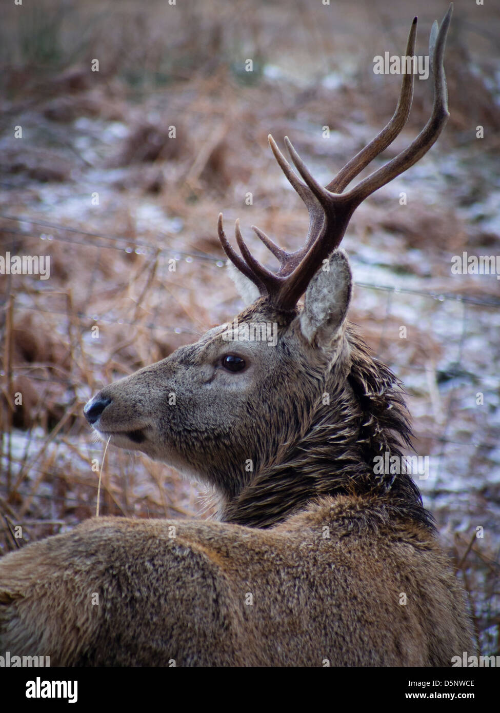 Red Deer Stag nelle Highlands scozzesi Foto Stock