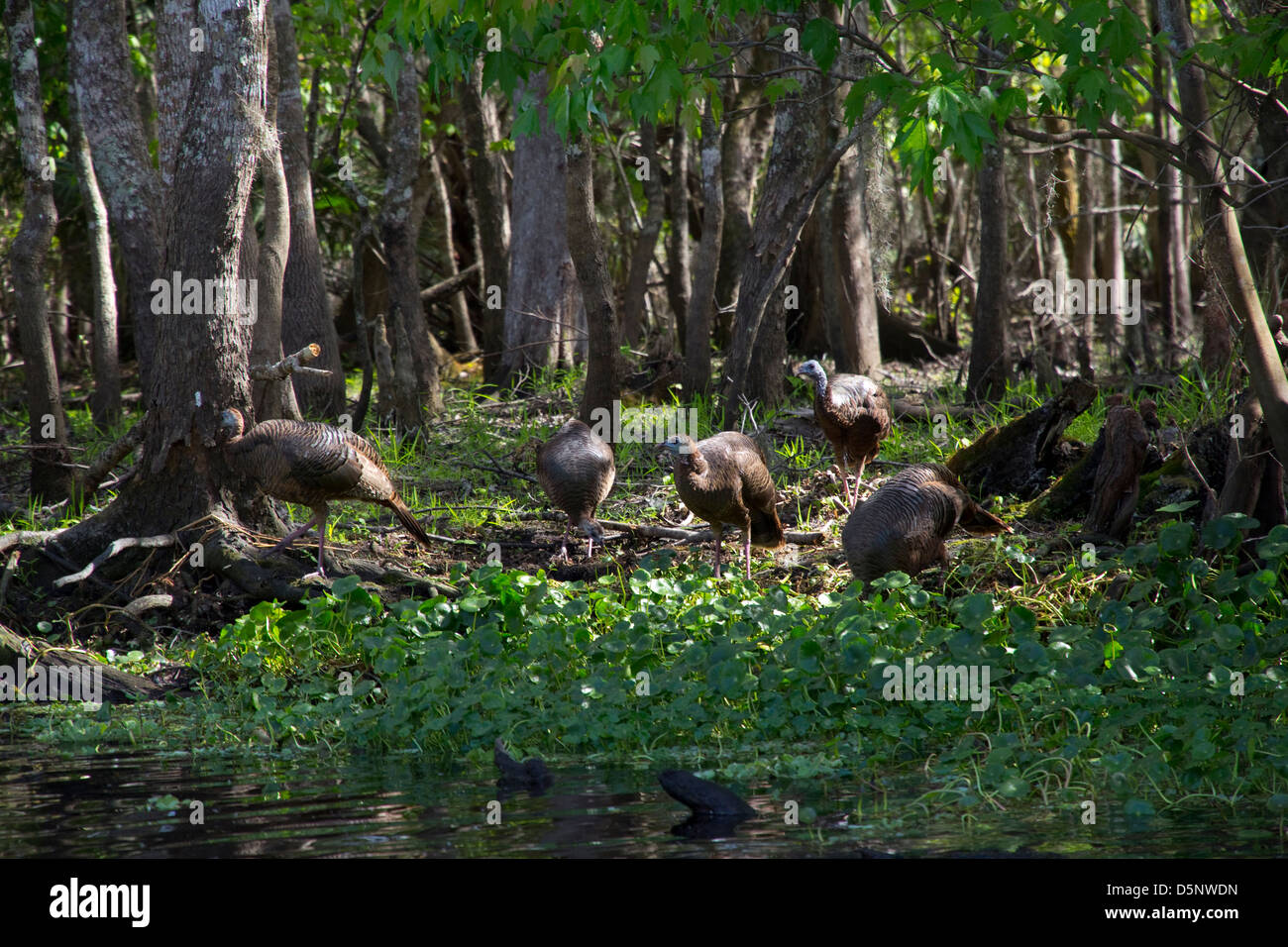 Scenic vita vegetale, St. Johns di fiume e di lago adiacente Woodruff National Wildlife Refuge, vicino a Deland, FL Foto Stock