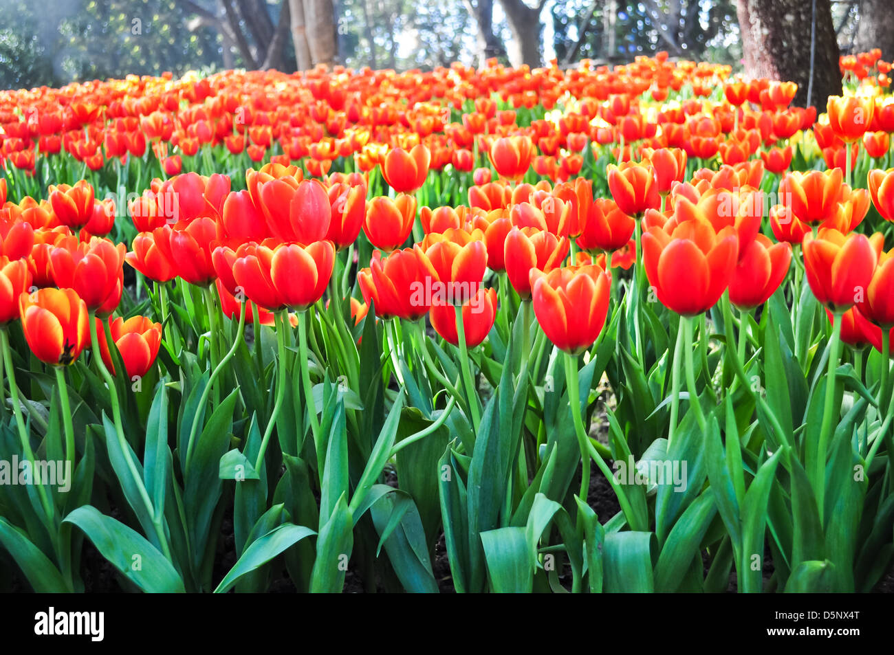 Il campo di tulipani arancio in un parco. Foto Stock