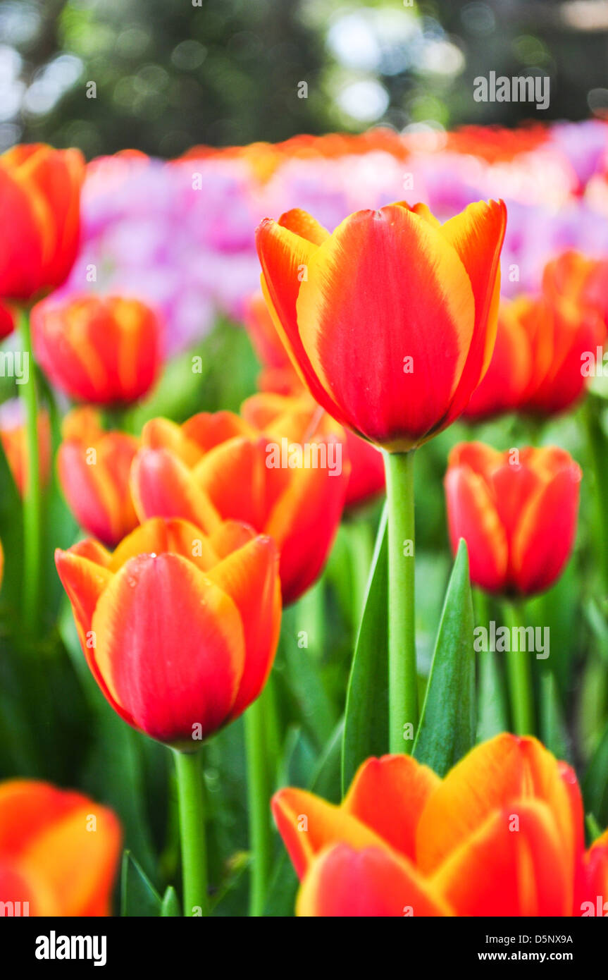 Close-up di tulipani arancio in un parco. Foto Stock