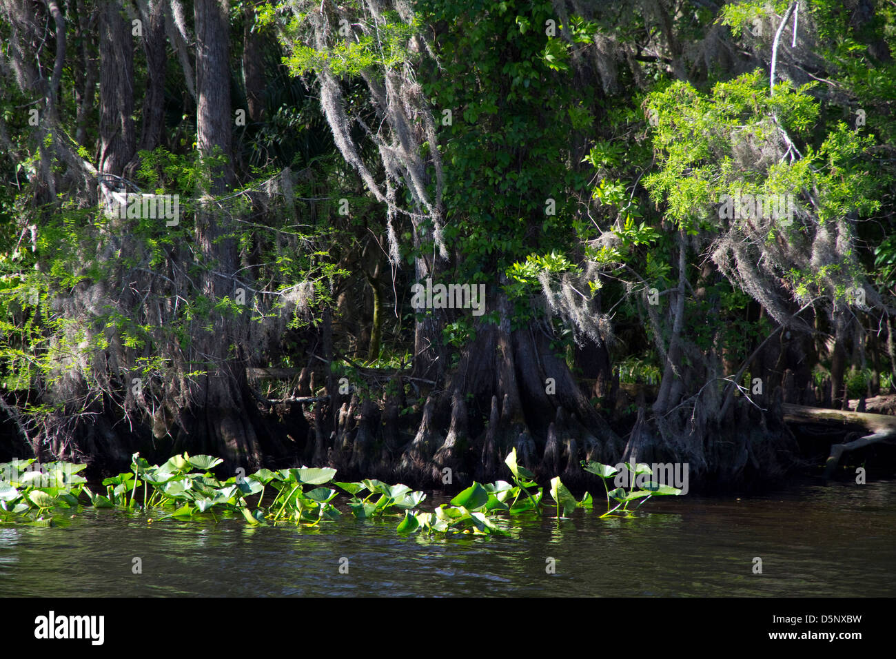 La vita delle piante lungo le lagune del fiume del St Johns, e adiacente lago Woodruff National Wildlife Refuge, vicino a Deland, FL Foto Stock