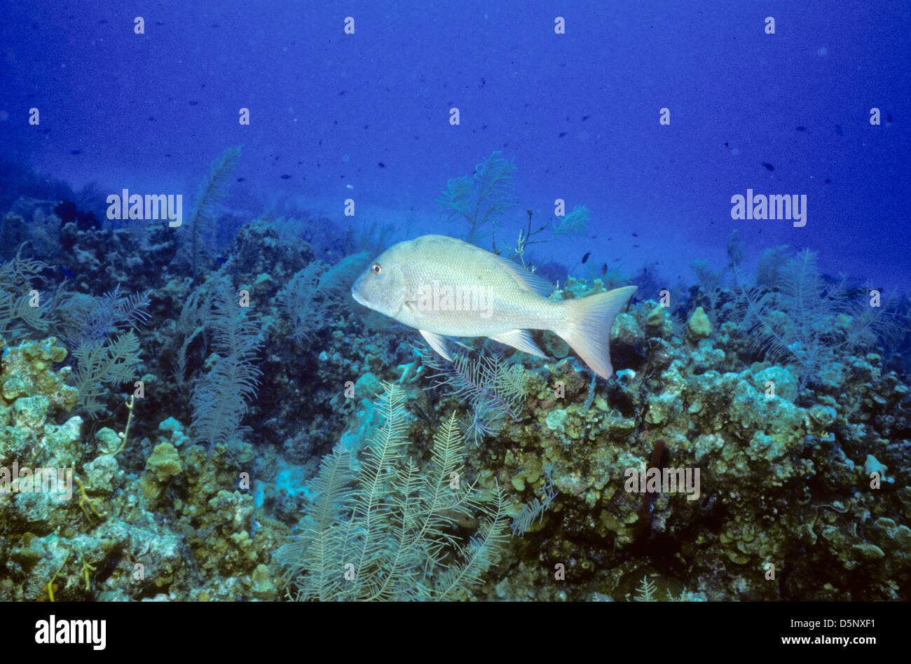 Isole Cayman Sett 1994 diapositive digitale conversioni,Scuba Diving,Divers,Corallo, Fotografia Subacquea,Isole Cayman,dei Caraibi Foto Stock