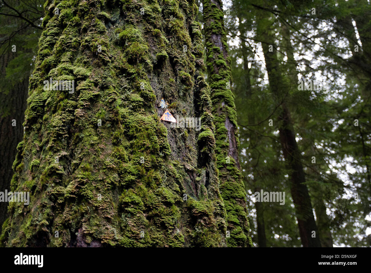 Forest segnavia sugli alberi. Foto Stock