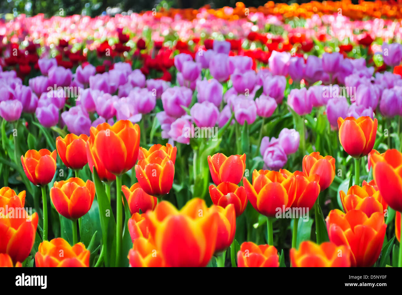 Il coloratissimo campo di tulipani in un parco. Foto Stock