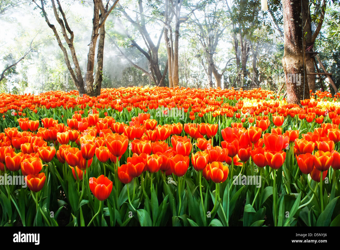 Il campo di tulipani arancio in un parco. Foto Stock