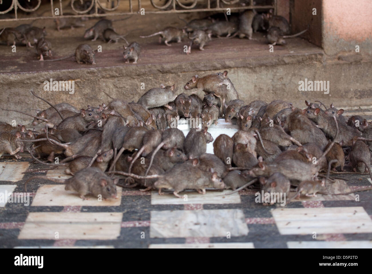 Karni Mata Tempio Rat, Rajahstan, India Foto stock - Alamy