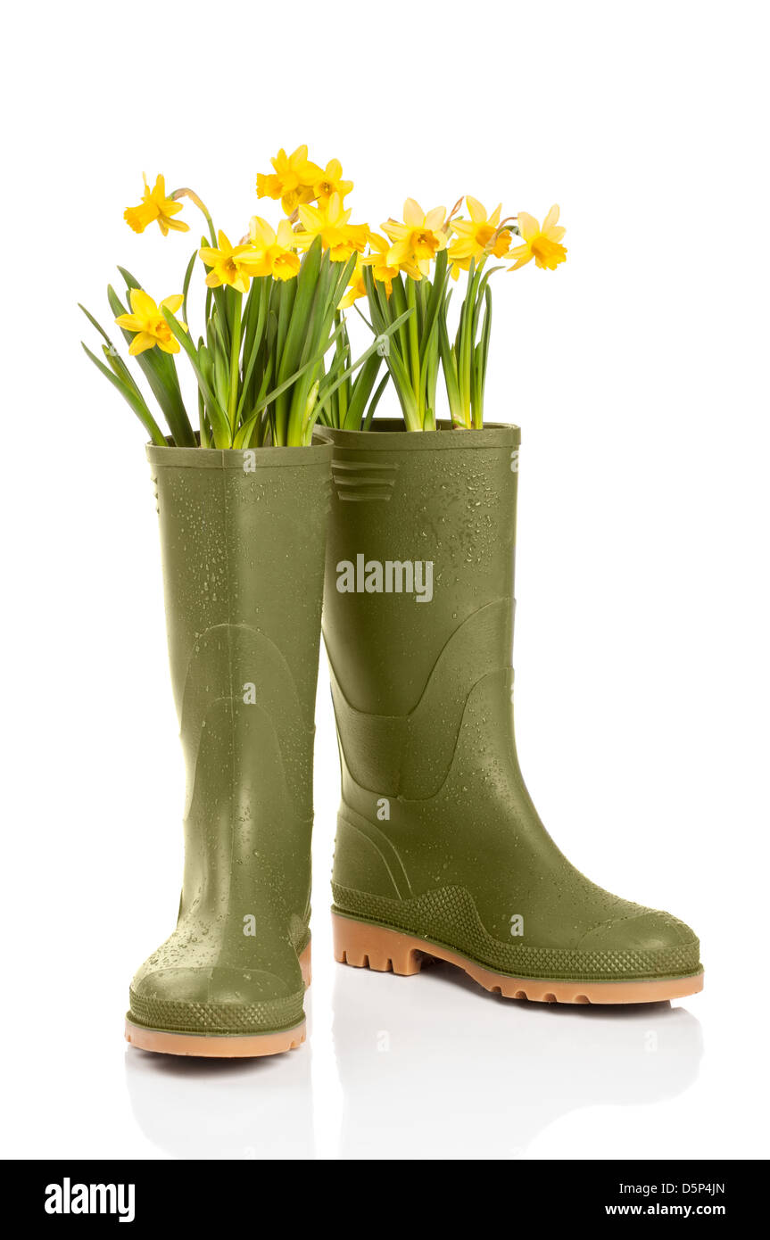 Concetto di primavera con daffodil fiori in stivali da pioggia su sfondo bianco Foto Stock