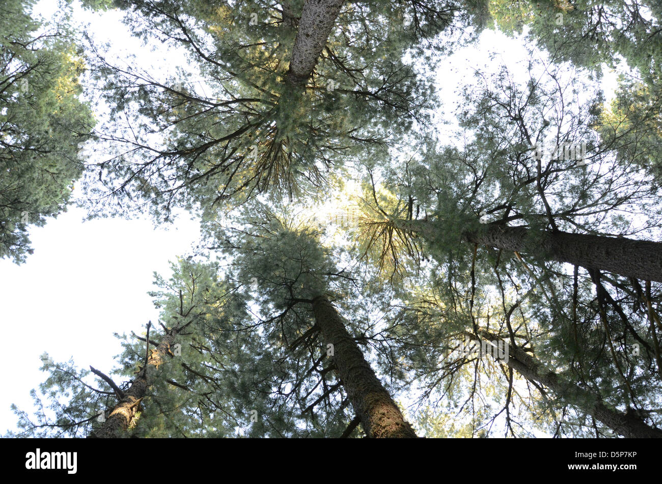 Aspetto di alberi da terra fino al cielo Foto Stock