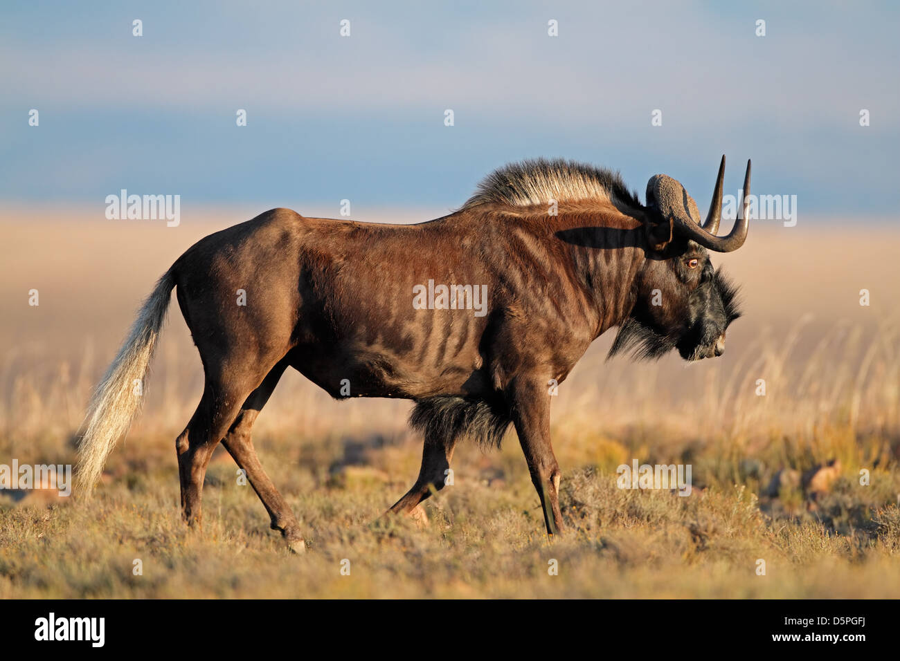 Maschio nero GNU (Connochaetes gnou), Sud Africa Foto Stock