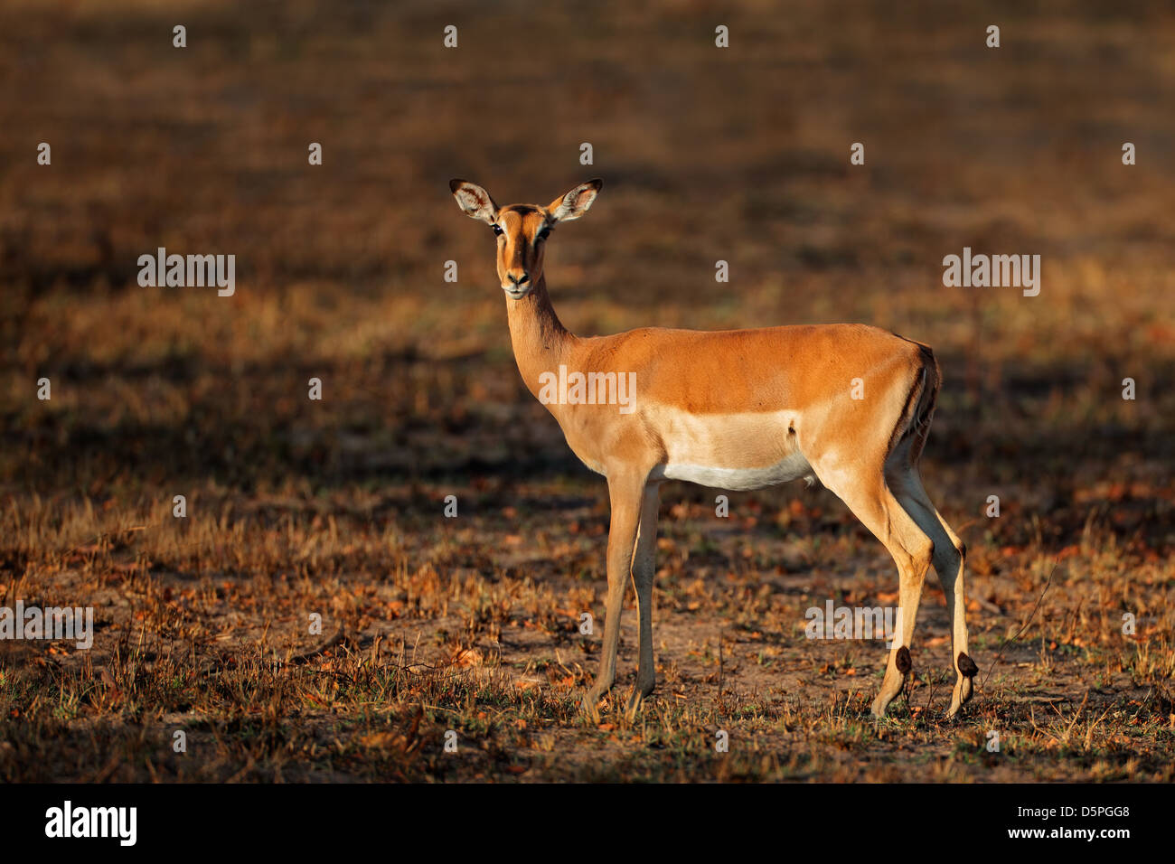 Femmina di antilope impala (Aepyceros melampus), Sud Africa Foto Stock