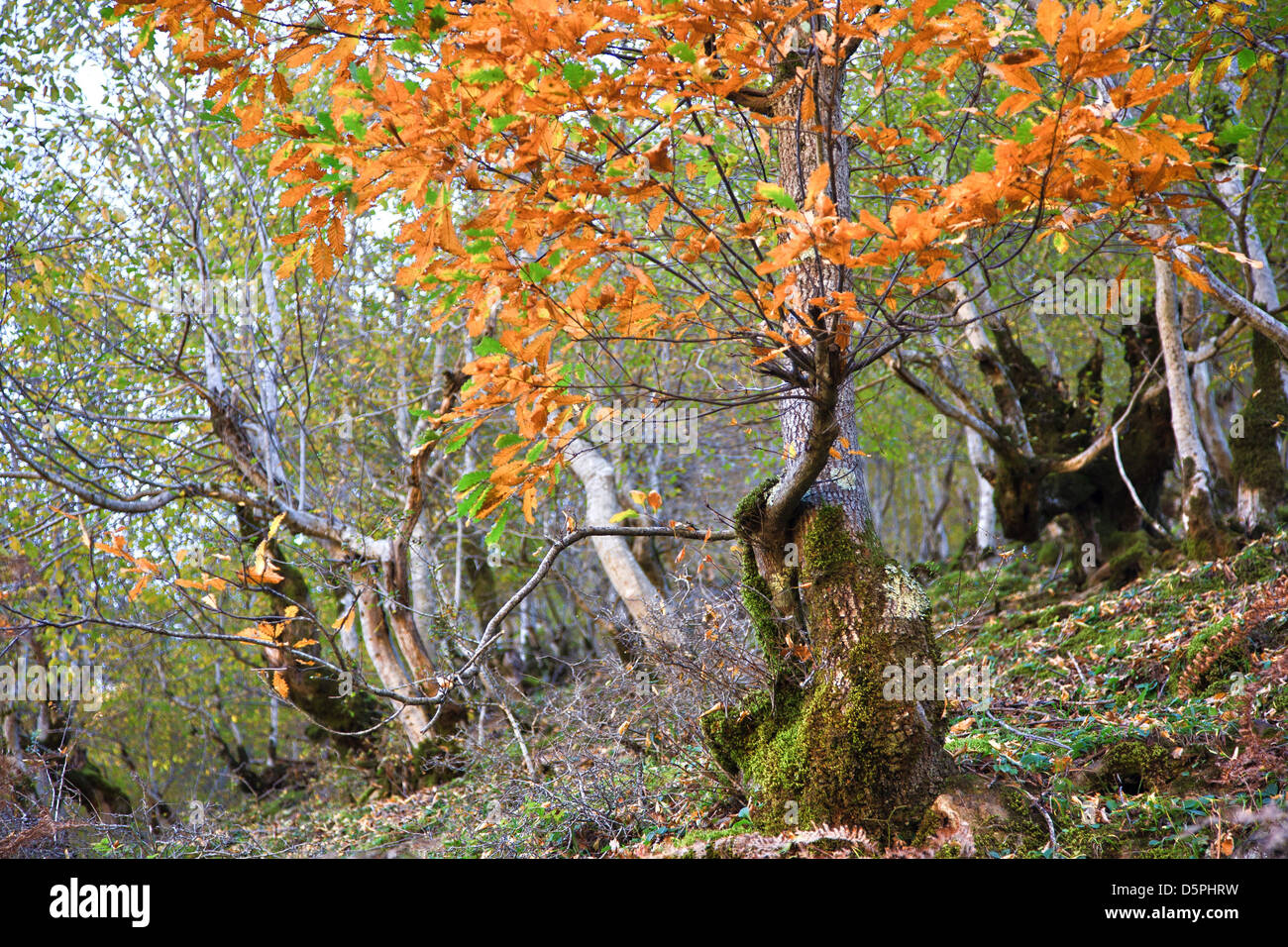Autunno nel bosco dell'Iran settentrionale Foto Stock