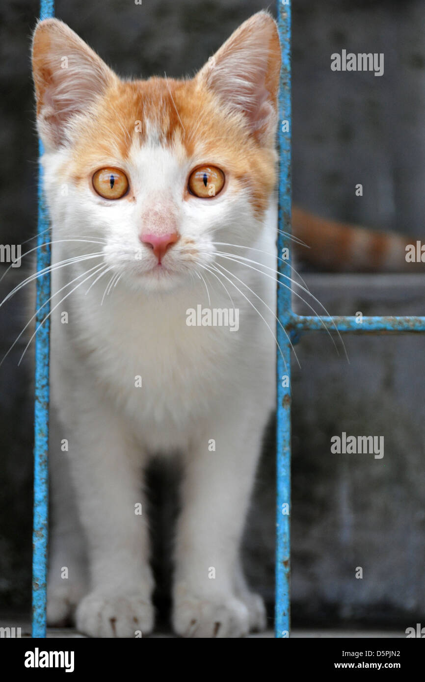 Lo zenzero gatto di casa fotografato in India Foto Stock
