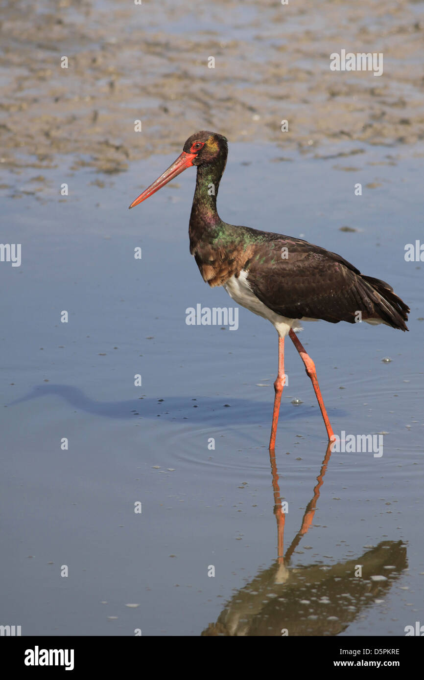 La cicogna nera (Ciconia nigra) è un grande trampolieri in la cicogna famiglia Ciconiidae. Foto Stock