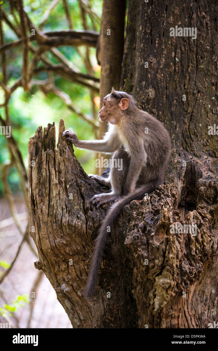 Wild monkey seduto su un albero (Macacus mulatta) Foto Stock