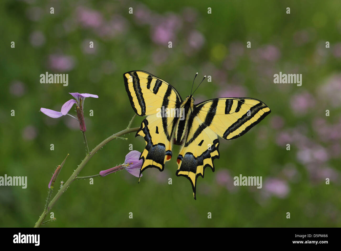 A coda di rondine meridionale (Papilio alexanor) farfalla con le ali stese. Foto Stock