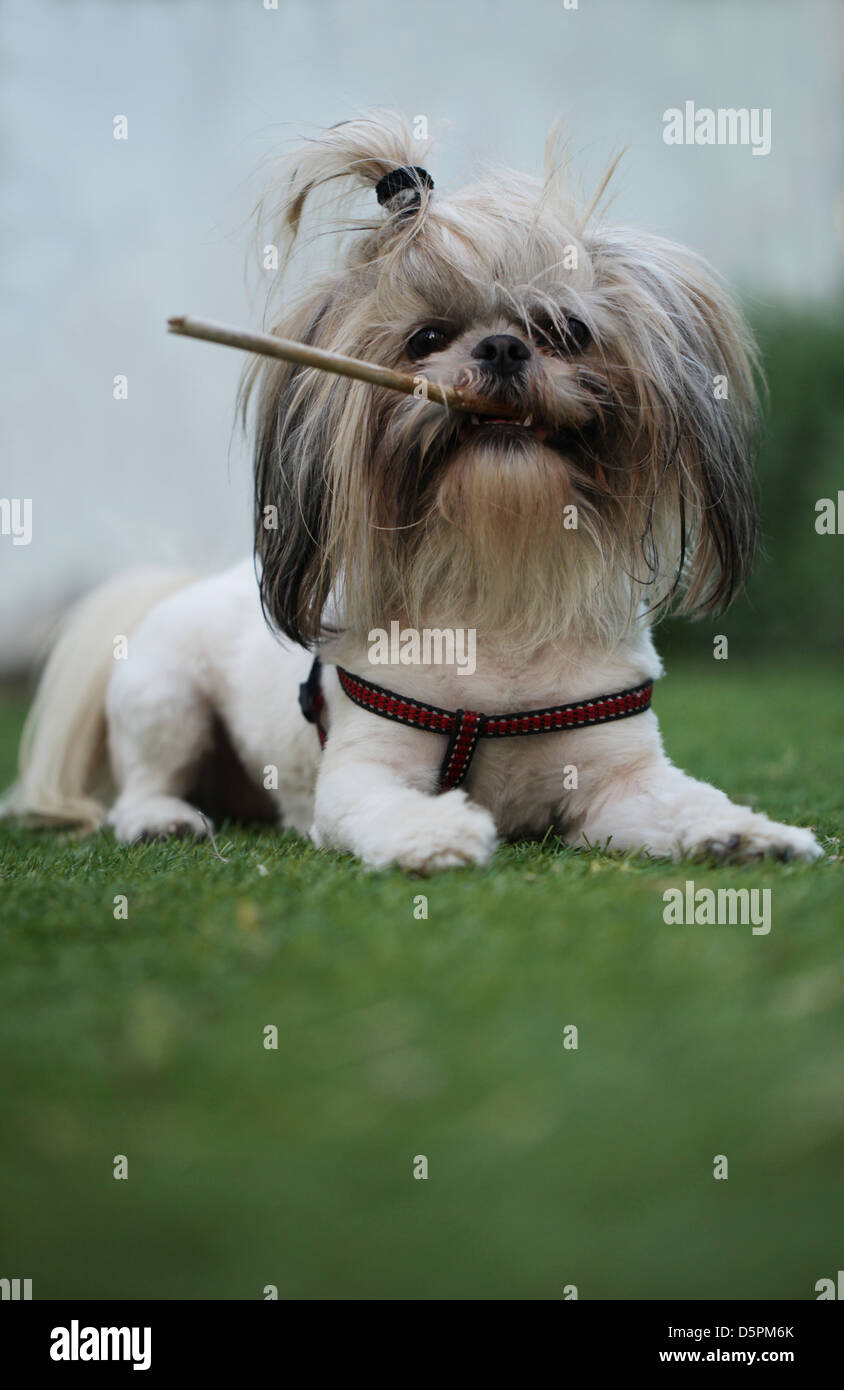 Pedigree cane - Shih Tzu (anche ortografato come shih-tsu letteralmente 'Lion Dog') una razza di piccolo cane da compagnia. Foto Stock