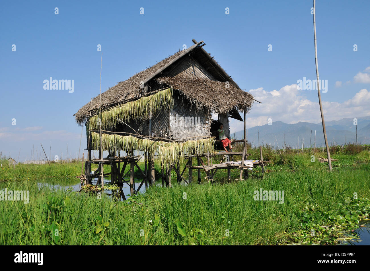 Agricoltura tradizionale baita in legno su palafitte, Lago Inle, Stato Shan, Myanmar, sud-est asiatico Foto Stock