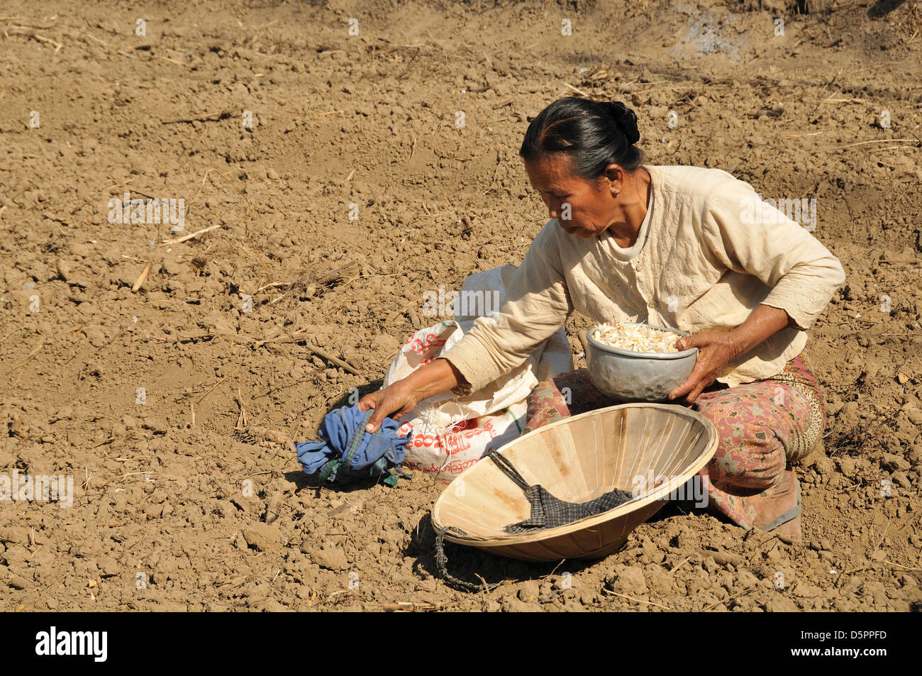 Donna di piantare aglio, Thale U, Lago Inle, Stato Shan, Myanmar, sud-est asiatico Foto Stock