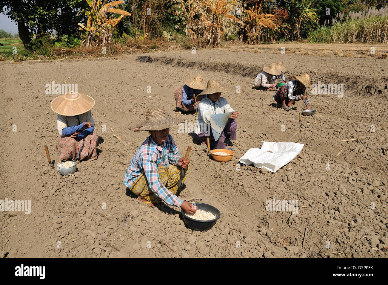 Le donne di piantare aglio, Thale U, Lago Inle, Stato Shan, Myanmar, sud-est asiatico Foto Stock