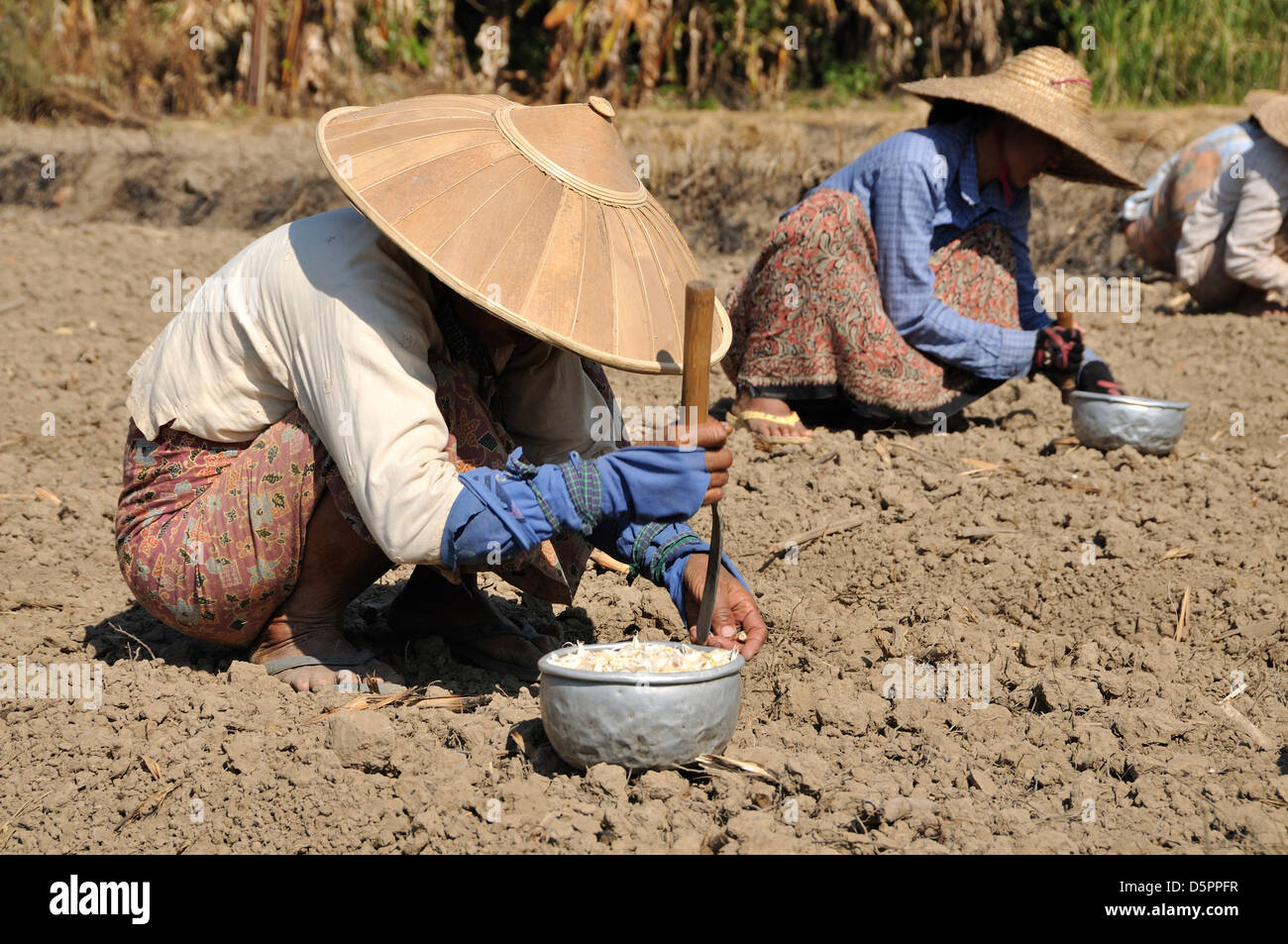 Le donne di piantare aglio, Thale U, Lago Inle, Stato Shan, Myanmar, sud-est asiatico Foto Stock