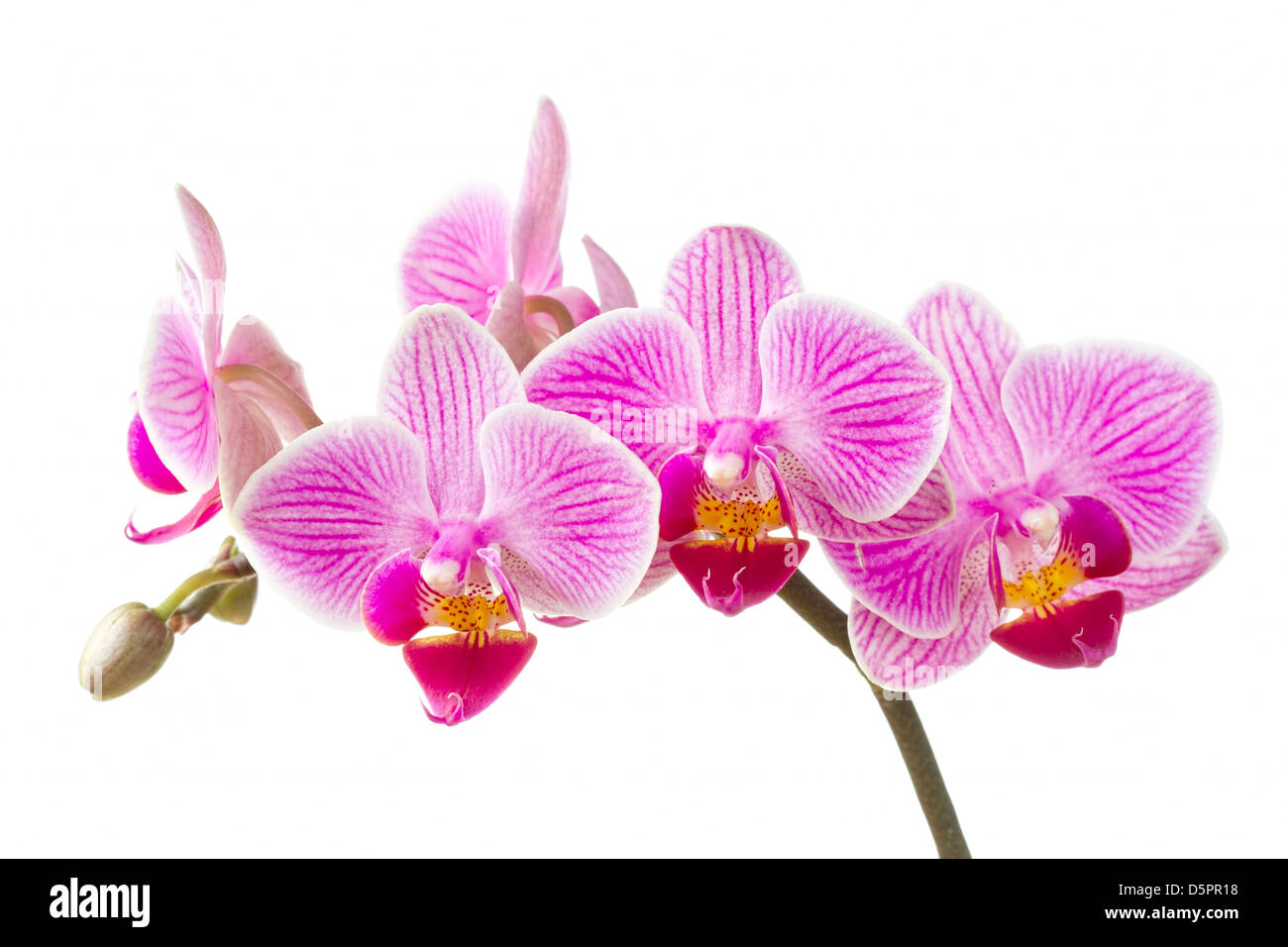 Phalaenopsis; moth orchid fiori e boccioli su sfondo bianco Foto Stock