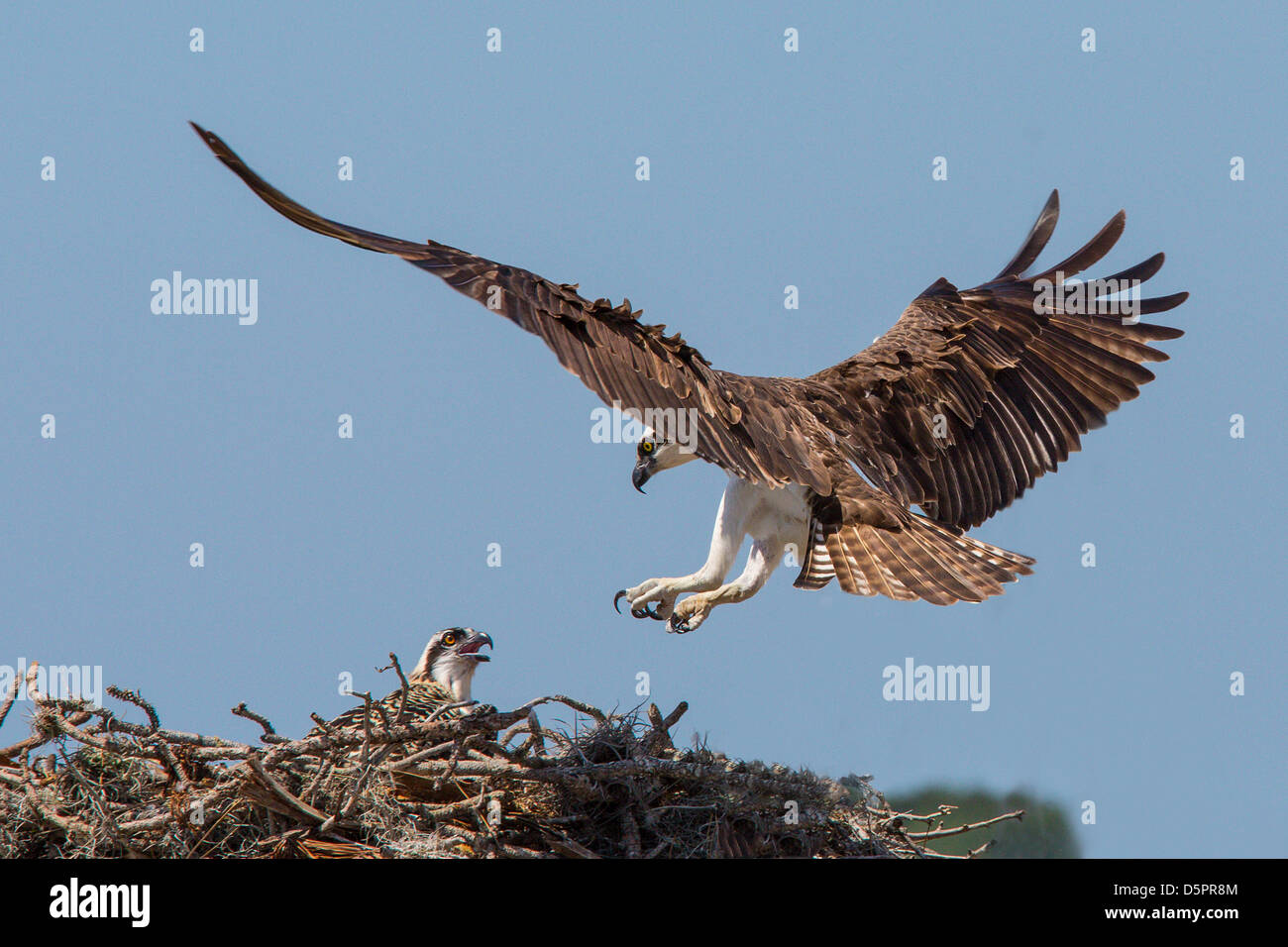 Osprey tornando al nido con giovani Osprey nel nido in Florida Venezia Foto Stock