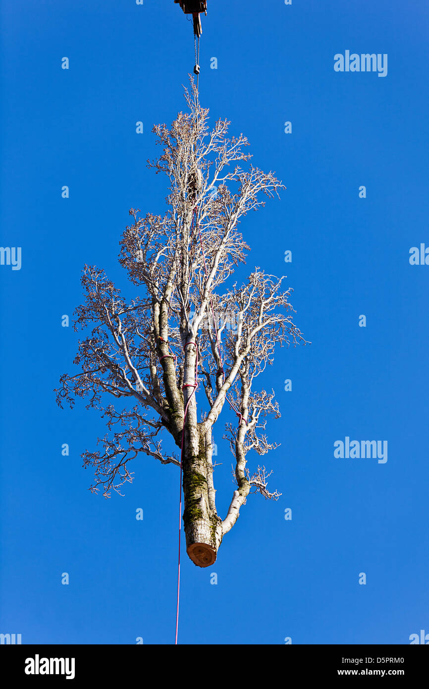 Poplar Tree distacco Foto Stock