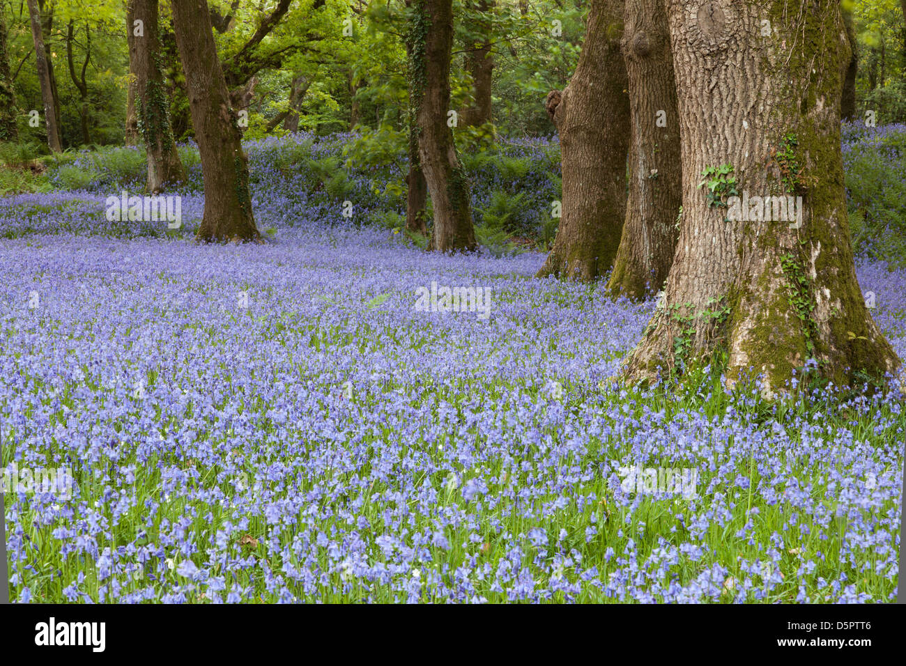 Tappeto di bluebells a Blackbury Camp, East Devon Foto Stock